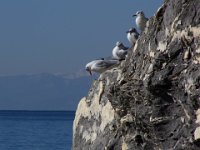 Camogli (6)